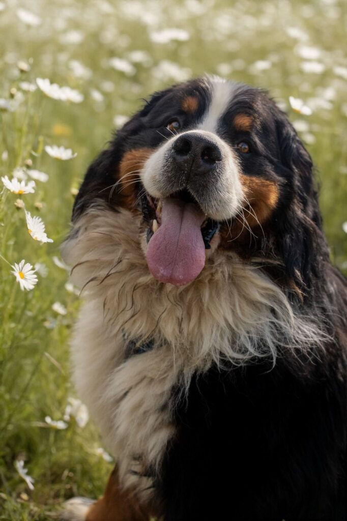 Otto