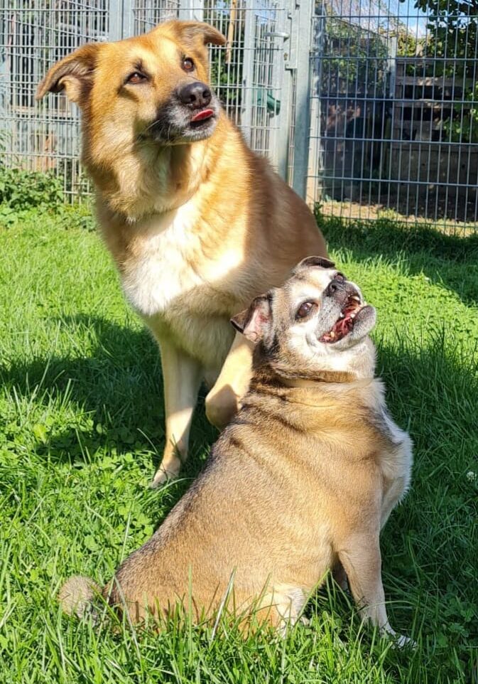 rambo und roco